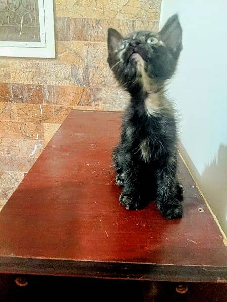 Persian Kitten Black 0