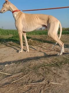 hound dog | Tazi dog for sale