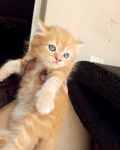 kitten for sale/pershian kitten/doll face cat/triple coated kitten