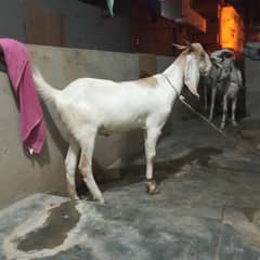 2 khassi bakra  goat for sale hain