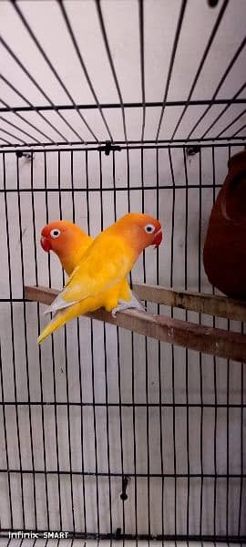 Lovebird, Black eye pair for Sale 1