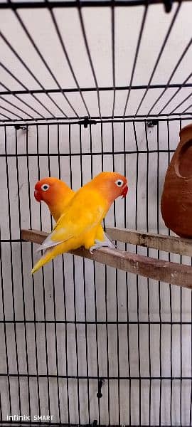 Lovebird, Black eye pair for Sale 3