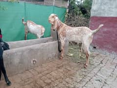 Goat bkray makhi cheenay ,rajanpuri available of different ranges