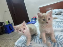 Persian kittens blue eyes and grey eyes
