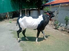 cow qurbani