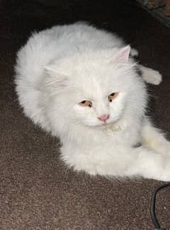 white Persian cat femal