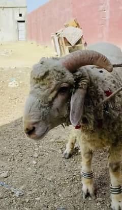 bakra | kajlay | chatray | sheep |Mundra Qurbani 2024
