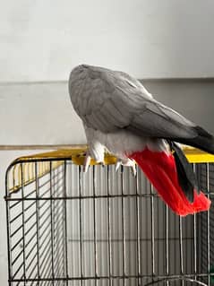African Grey Female Silver Colour Out Class Wordings | 03182271156