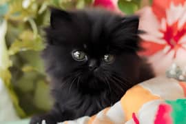black cat . inthai khoobsorat