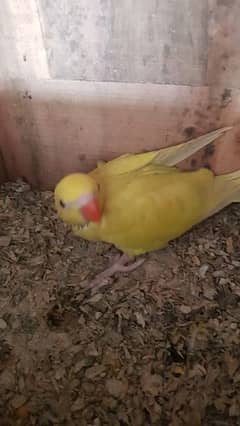Yellow Ringneck parrot -0317-4390282