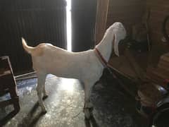 Beautiful and young male goat for sale
