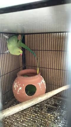 Green Parrot breeder pair