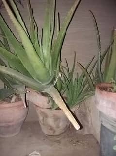 Alovera plants for urgent sell 500 sy 5000 tak
