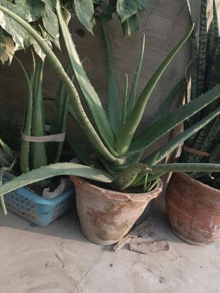 Alovera plants and flowers plants for urgent sell 500 sy 5000 tak 4