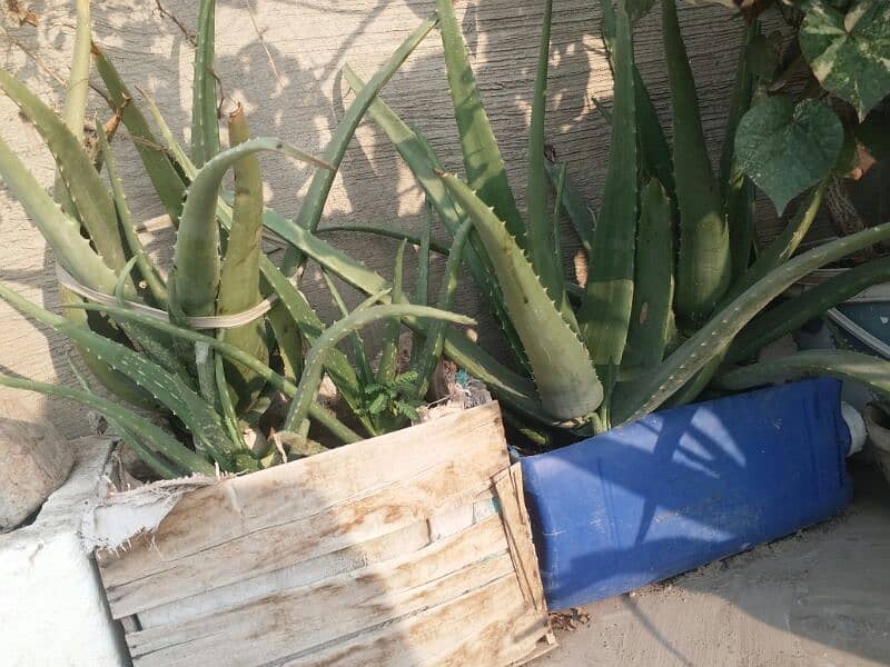 Alovera plants and flowers plants for urgent sell 500 sy 5000 tak 9