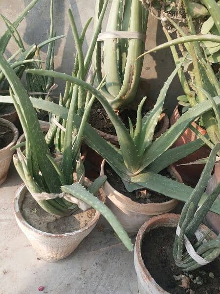 Alovera plants and flowers plants for urgent sell 500 sy 5000 tak 10