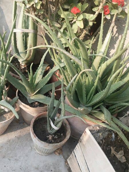 Alovera plants and flowers plants for urgent sell 500 sy 5000 tak 11