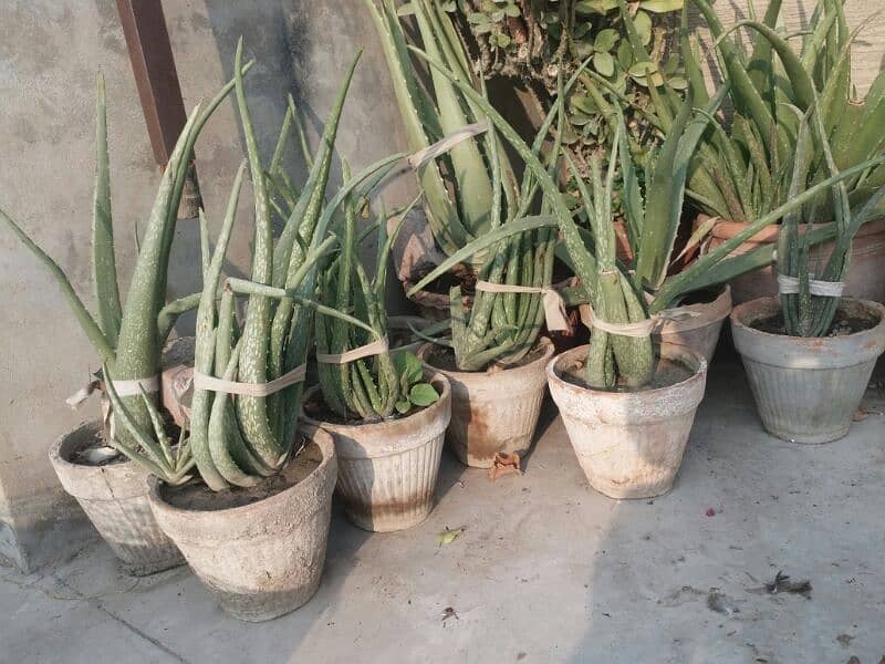 Alovera plants and flowers plants for urgent sell 500 sy 5000 tak 13