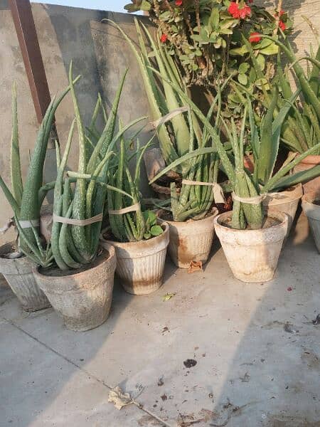 Alovera plants and flowers plants for urgent sell 500 sy 5000 tak 14