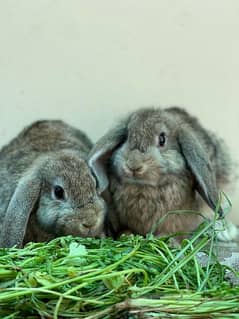 Holland lop bunnies looking for new home!!