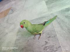 Male parrot for sale