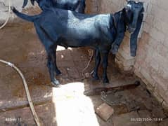 Goat/ Bakra/ Wacha / Qurbani ka janwar /Bull / Desi bulls / Wacha