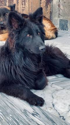 Black GSD Male looking for new home