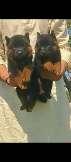German Shepherd trippel coat puppies / Gsd