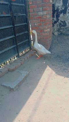Longneck Male duck for sale and Exchange