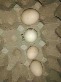 Heera aseel fertile 4 egg