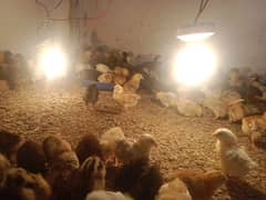 from HQ birds 7 to 10 days old golden silver chicks only 50 rs pr