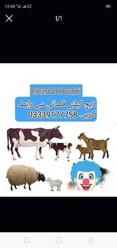 Goat buffalo cow sheep Qasai