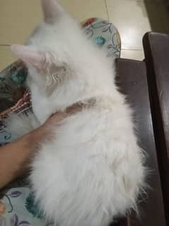 Persian cat age 3months  soft