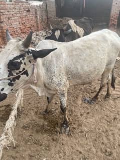 white bull for sale weight 3.5 Mand