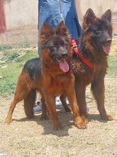 German shepherd pair male and female for sale