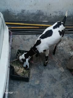 Goat for sale in burewala