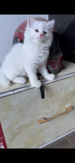 Persian kitten/ 6 week age / white color