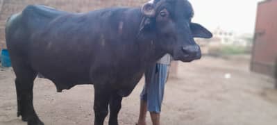 katta for sale Qurbani Beautiful and Heavy weight live weight  18 man