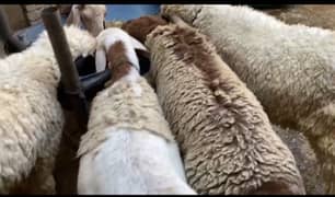 qurbani dumba and sheep for sale