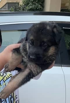 One Month Old German Shepherd Puppies for Sale