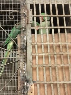 raw parrots breader pair
