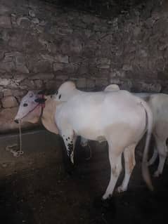Qurbani Animals Fateh jhangi for sale