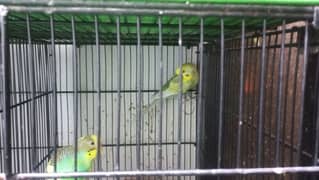 Budgies And Java Birds For Sale For Only 4000rs Per Pair