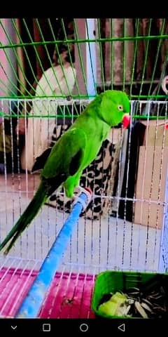 female parrot