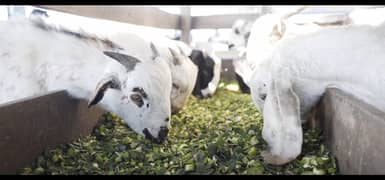 Qurbani 2024 | Bulls | wacha | Goat | Cow| ijtamai qurbani