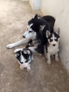 Ome and a half month puppies for sale urgent