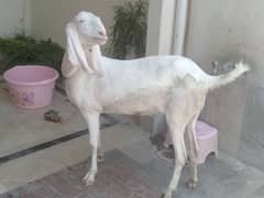 Female Goat for Qurbani