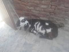 Goat for sale in burewala