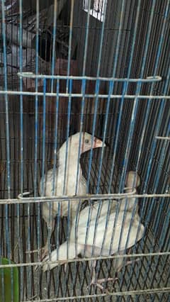 Aseel heera chicks pair for sale