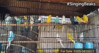 Budgies Australian Parrots (albano, red eyes, king size) For Sale